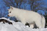 SIBERIAN HUSKY 735